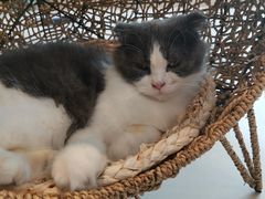 -飞行喵MR PILOT|猫舍·猫咖(静安大融城店)