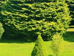 -墨尔本皇家植物园