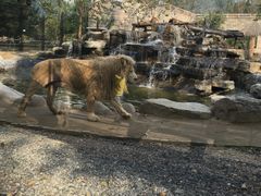 -北京野生动物园