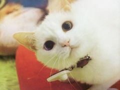-萌喵宠狗爱心宠咖