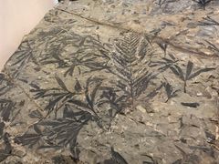 -辽宁古生物博物馆