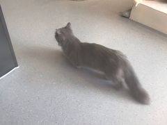 -飞行喵MR PILOT|猫舍·猫咖(静安大融城店)