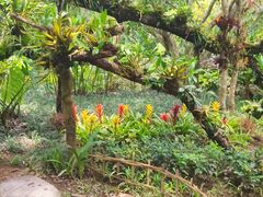 -中国科学院西双版纳热带植物园