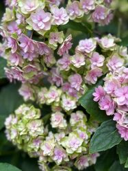 -中国福利会国际和平妇幼保健院(徐汇院区)