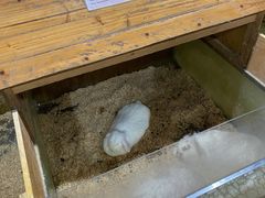 -上海大自然野生昆虫馆(东方明珠·爬宠昆虫探索中心)