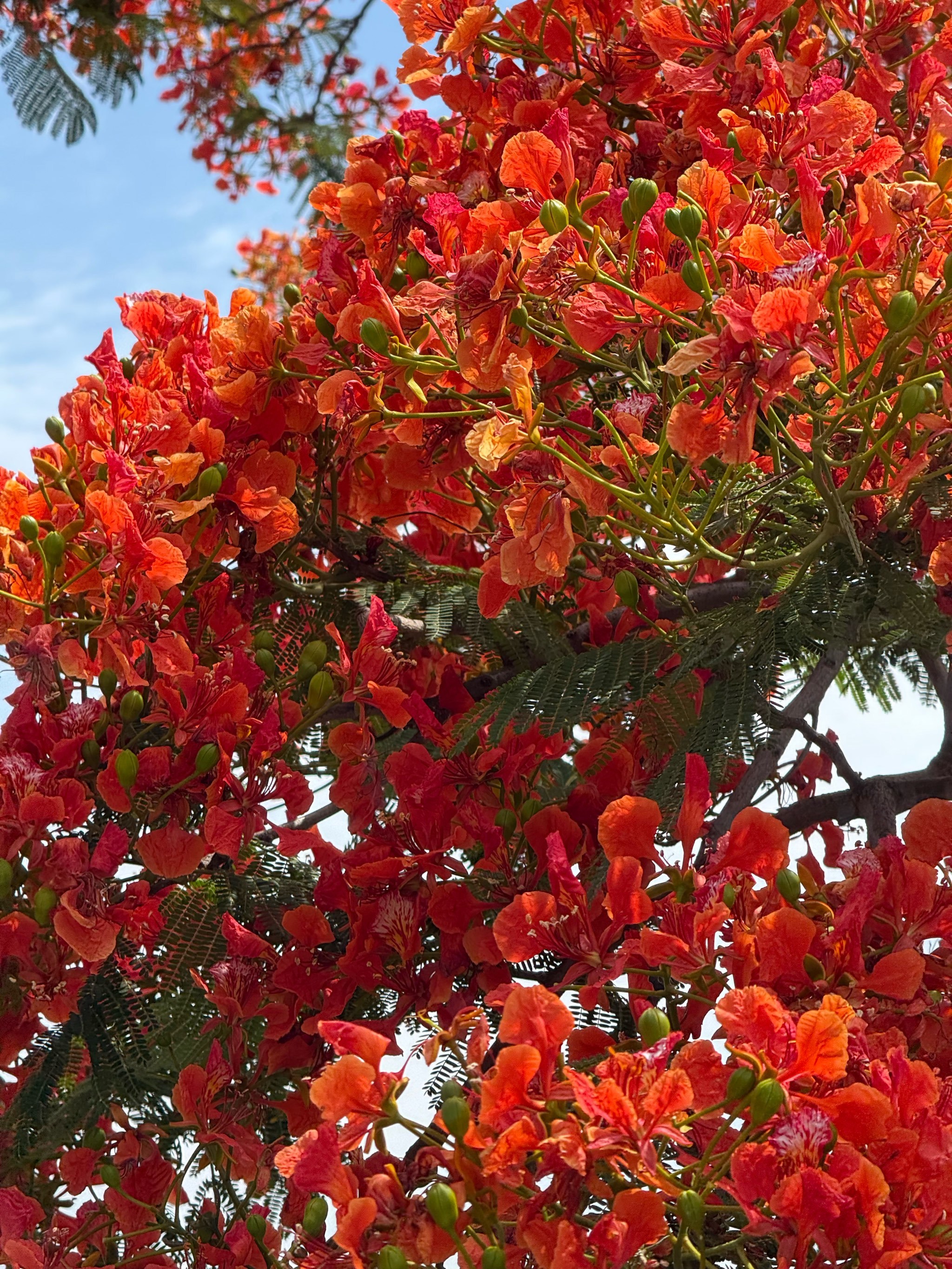 攀枝花|凤凰不语 花自倾城