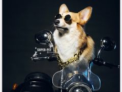 -超宠爱宠物摄影-Super pet