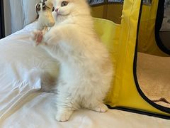 -momokira米努特·德文卷毛猫·棉花面纱犬
