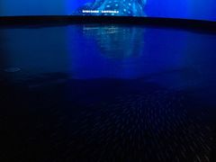 -同济大学四平路校区深海探索馆
