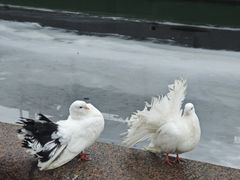 -阿芙乐尔号巡洋舰