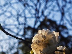 -南国桃园旅游度假区