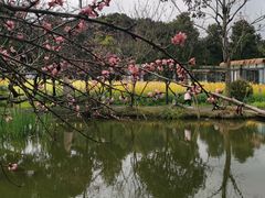 -洪湖家庭农场·团建·露营·会议