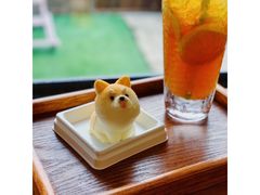 -柴犬高等学院·狗咖·柴犬售卖·宠物训练