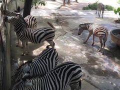 -深圳野生动物园