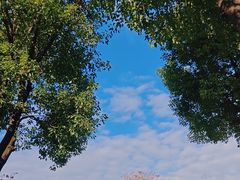 -华润深圳湾体育中心-“春茧” 体育馆