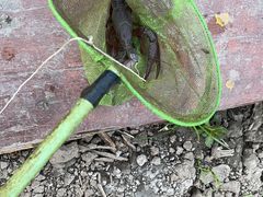 -同銮特种养殖场·龙虾垂钓