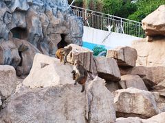 -青藏高原野生动物园