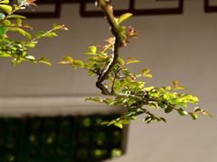 -上海醉白池公园