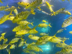 -太平洋海底世界