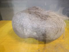 -游龙石文化科普馆
