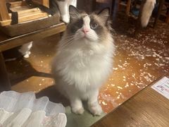 -猫猫幼稚园·撸猫·桌游·电玩