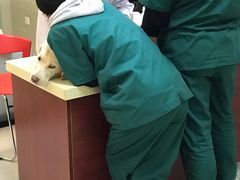 -艾贝尔宠物诊疗