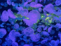 -江和美海洋公园