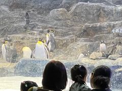 -新加坡飞禽公园