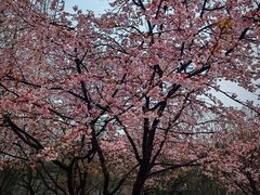 -杭州植物园