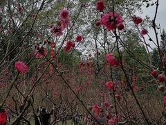 -桃花涧