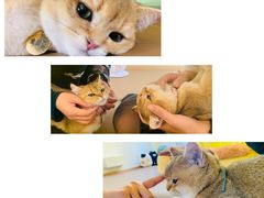 -猫在这儿猫咪咖啡馆·撸猫馆