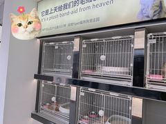 -翊宠yipet猫狗购宠庄园犬舍•猫舍