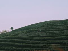 -午潮山国家森林公园