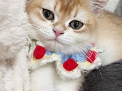 -恒幸动物医院·急重症转诊中心·神经内外科·CT核磁