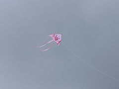 -春花秋色城市公园