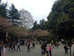 -武汉大学-樱园