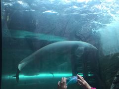 -悉尼海洋生物水族馆