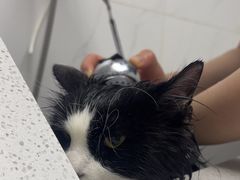 -安安宠医·臻爱宠物医院·宠保定点(营门口路分院)