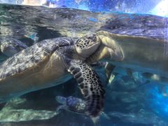 -烟台海昌鲸鲨海洋公园