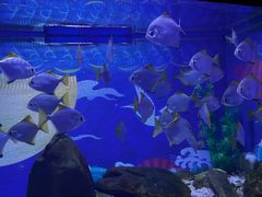 -烟台海昌鲸鲨海洋公园
