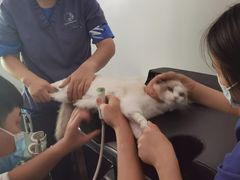 -伟伟宠物医院·CT影像中心·瑞派犬猫综合性门诊(汉口总院)
