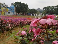 -松山湖梦幻百花洲