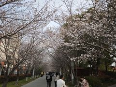 -高东镇樱花园