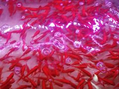 -保定市花鸟鱼虫市场