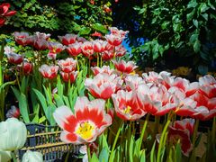 -石家庄市植物园