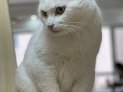 -鼓捣猫呢主题猫咖店