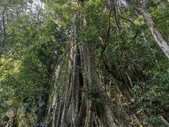 -中国科学院西双版纳热带植物园