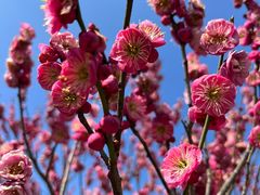 -梅花山(明孝陵内)