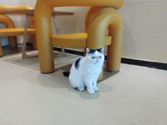 -藏猫猫咖啡主题馆(中央大道店)