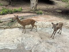 -清迈夜间动物园